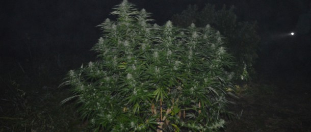 marihuana-krzew-610x259.jpg