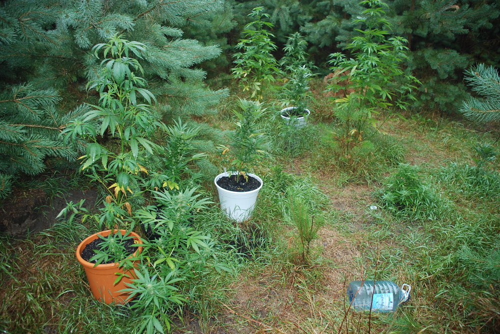 Marihuana w zagajniku