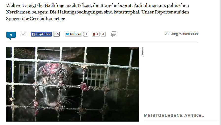 Wypuszczenie norek było ekoterroryzmem? Sprawę rozstrzygnął Sąd