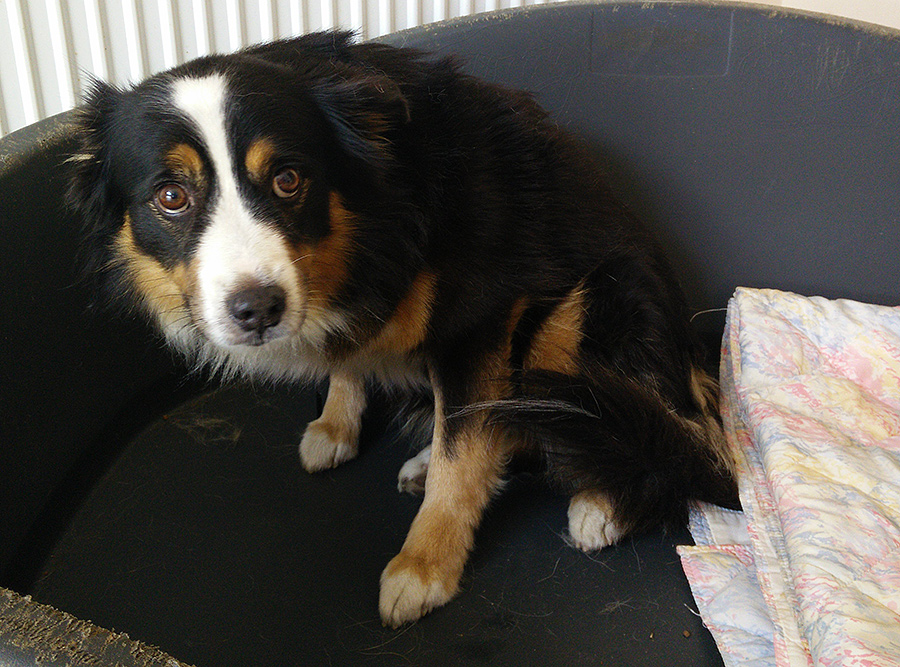 Skatował psa na oczach ludzi – aktualizacja