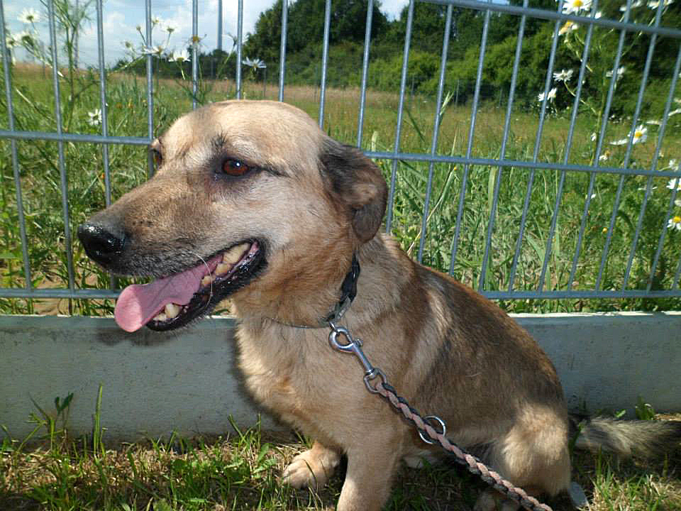 Zabierz psa do domu… albo na spacer