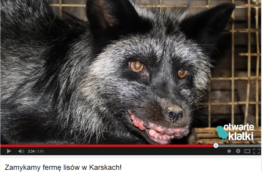 Норковая ферма. Убийство животных на шубы. Пушные звери на ферме. Убийство животных на шубы. Звероферма норки в россии.