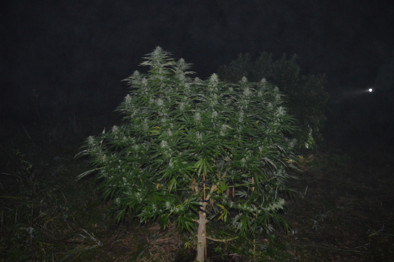170 centymetrowa marihuana