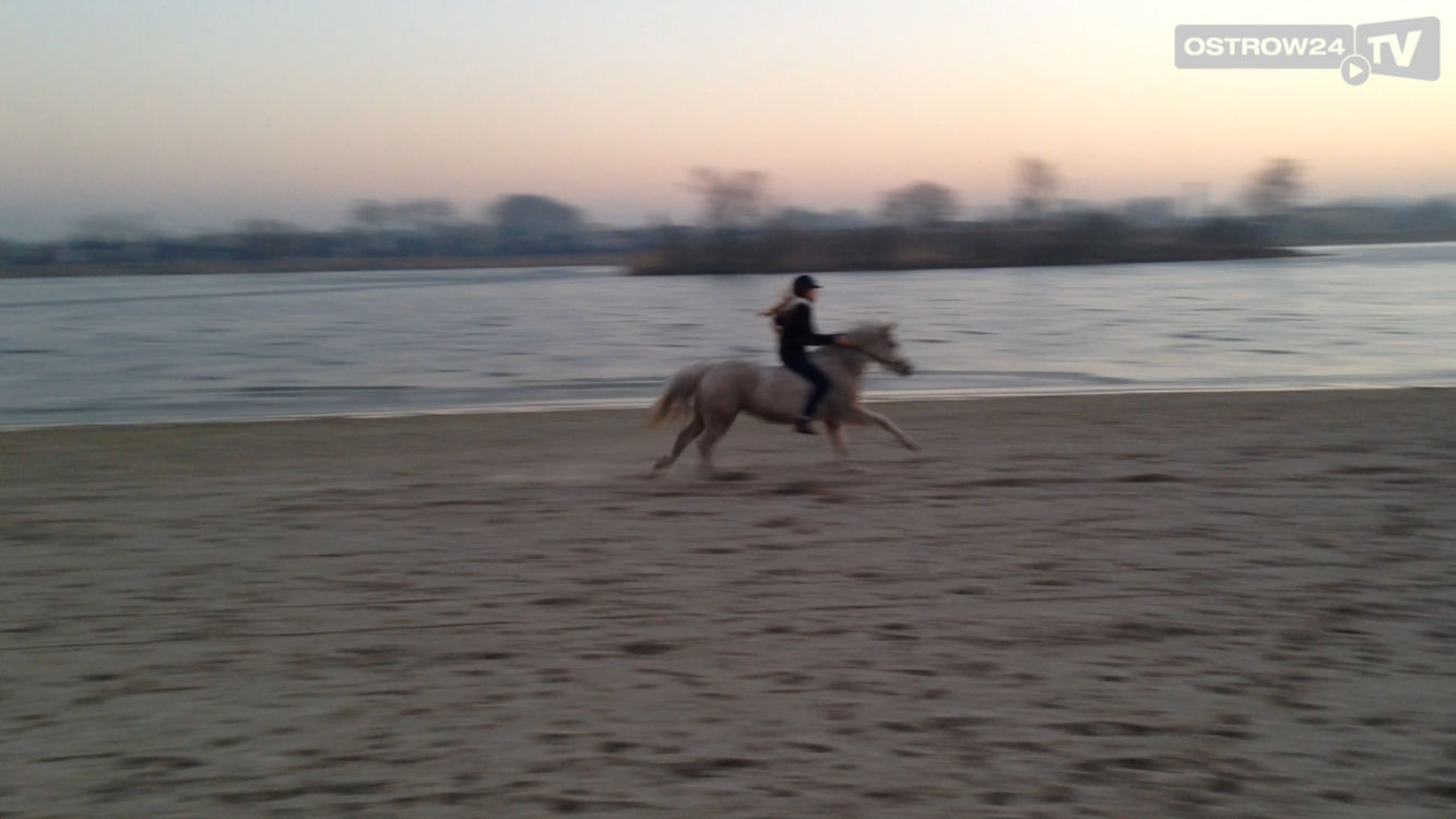 Spór o konie na Piaskach-Szczygliczce