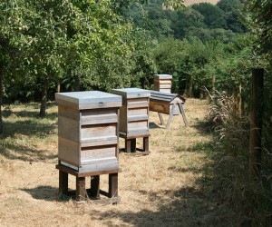 Pożądliło ich? Ukradli ule