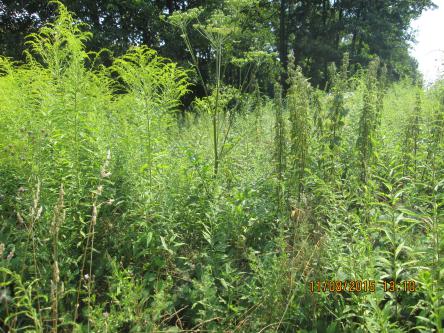 To nie był Barszcz Sosnowskiego!