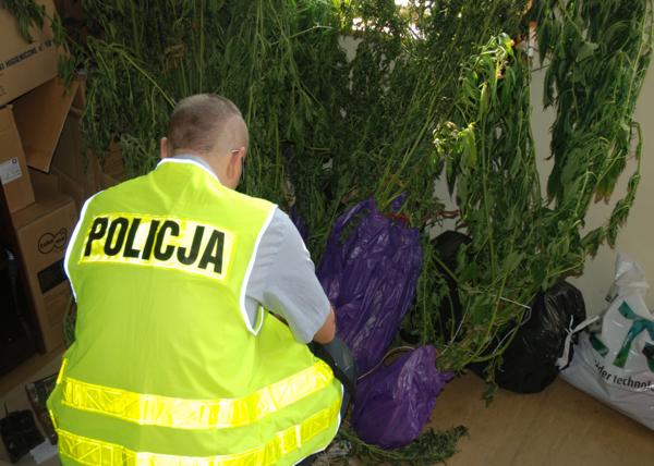 Ojciec z synem dorabiali się na zakazanych roślinach