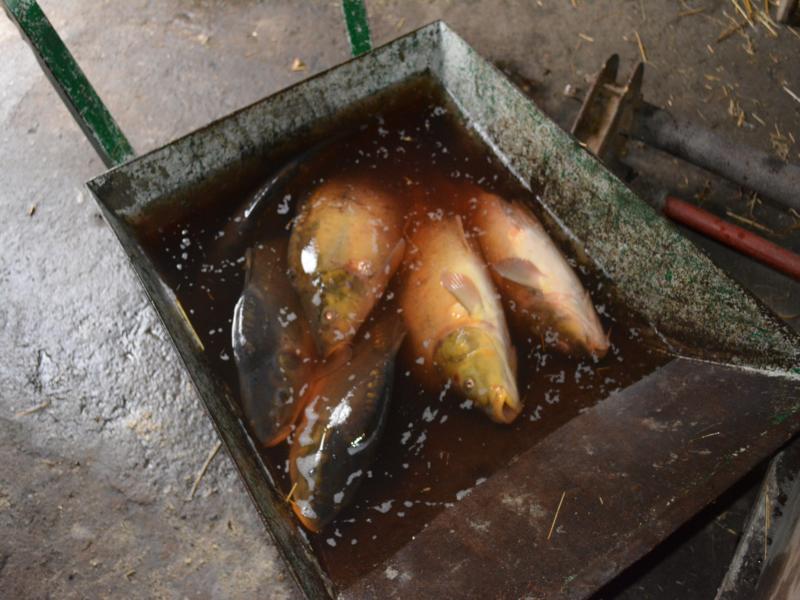 Złodzieje świątecznych ryb w rękach policjantów