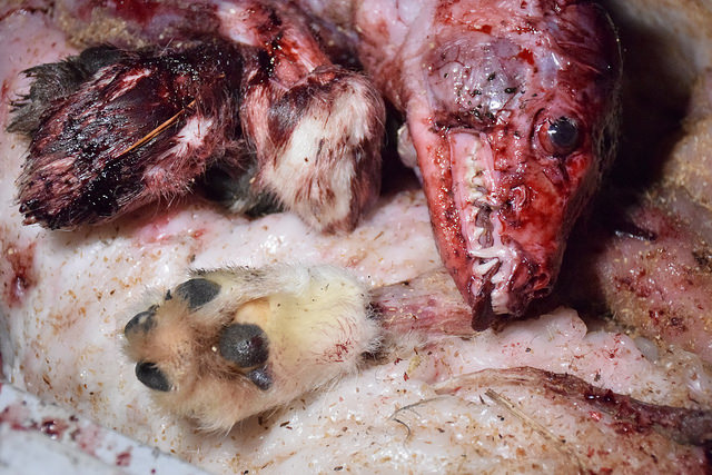 Szokujące nagrania z uboju lisów m.in. pod Ostrowem