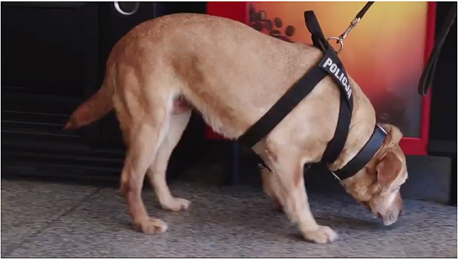 Alarmy bombowe w mieście