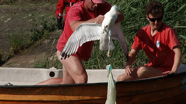 Niesamowita akcja! Uratowali mewę z pampersem