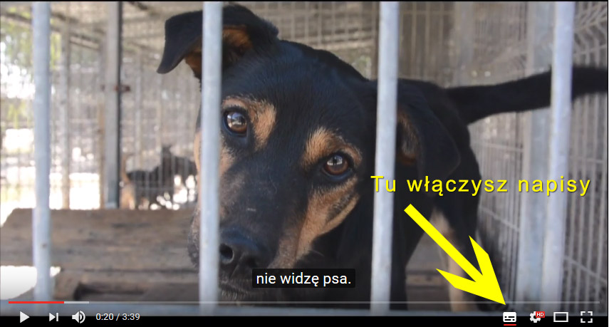Wyjątkowy sposób promocję psiej adopcji