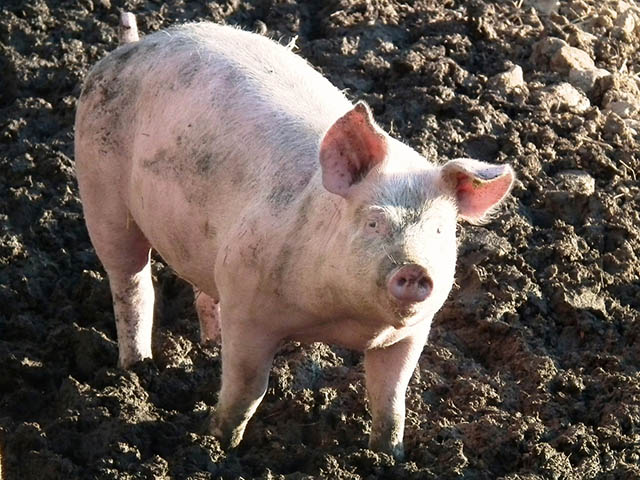Funkcjonariusz publiczny bezprawnie zajął fermę trzody chlewnej