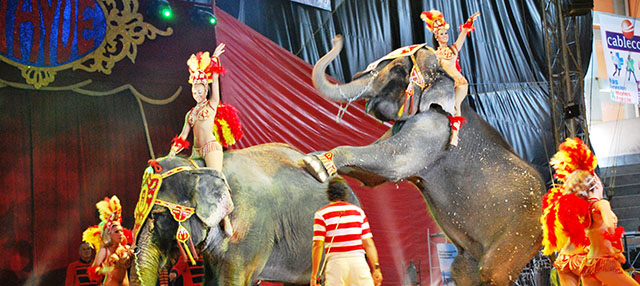 Sąd: Nie można zabronić cyrków ze zwierzętami