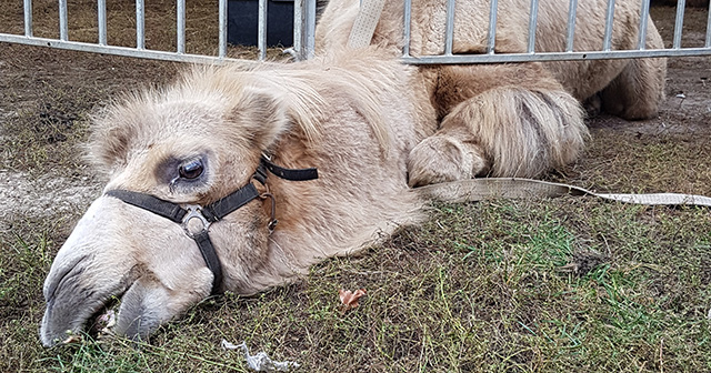 Cyrk ze zwierzętami znowu w Ostrowie. Są głosy oburzenia