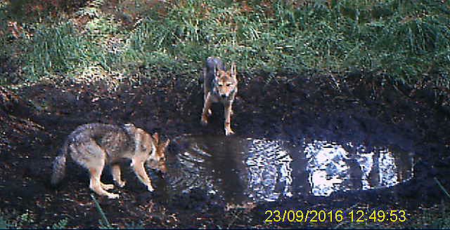 Niedaleko Ostrowa Wlkp. grasują wilki!