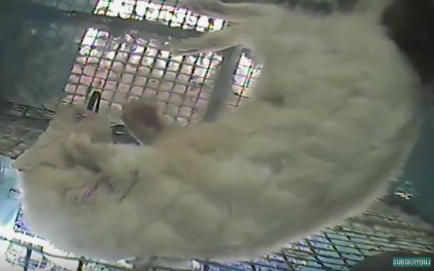 Ferma norek pod Ostrowem Wlkp. Pracownik z zarzutami za znęcanie się