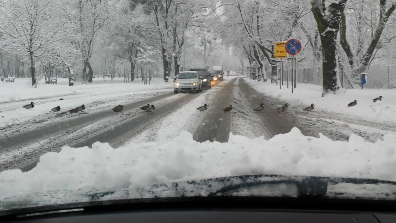 Kaczki pokazały kto rządzi w tym mieście
