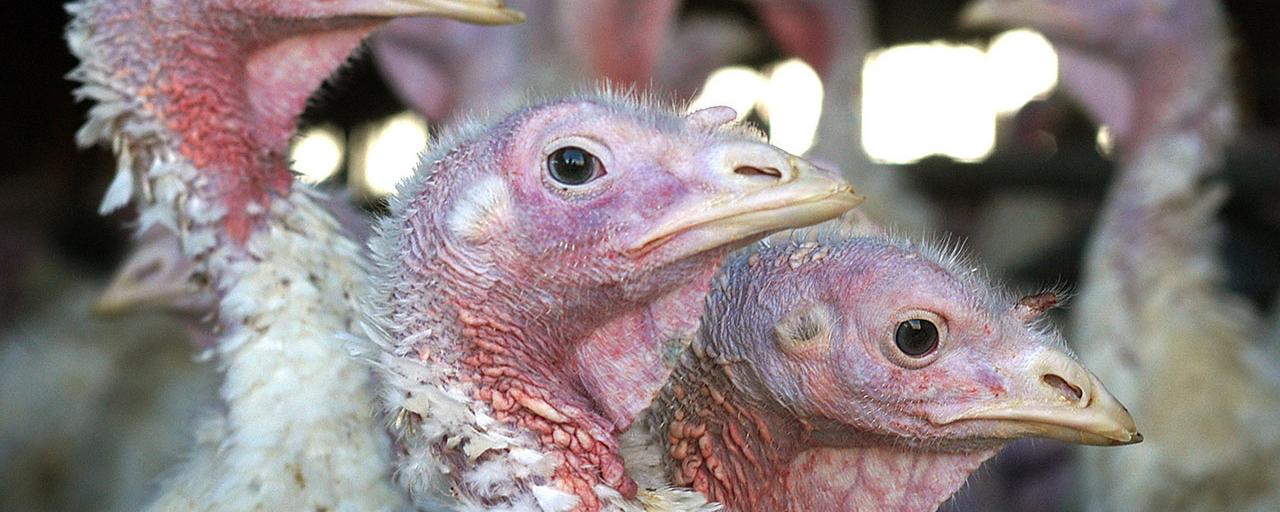 Ptasia grypa w Namysłakach