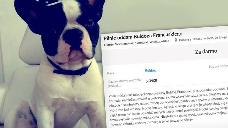 Ostrowianin za darmo oddawał psa. Powód jest zaskakujący