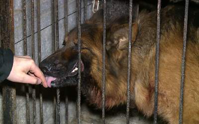 Pogryziony 6-latek wychodzi ze szpitala. Będzie impreza!