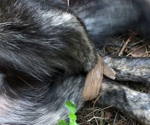 Zostawił psa w lesie z zaklejonymi łapami. Jednak nie pójdzie siedzieć