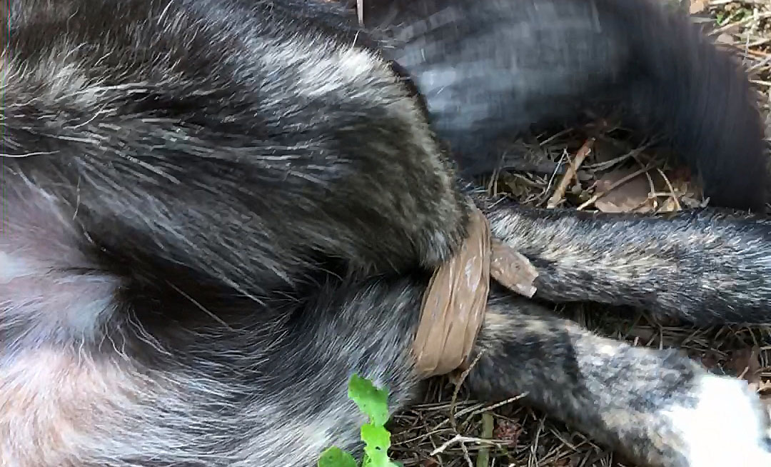 Zostawił psa związanego taśmą na pewną śmierć w lesie, wpadł przez…
