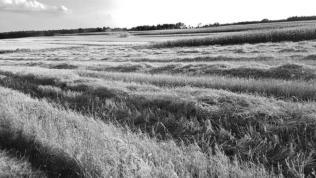 Znaleziono zwłoki w dalekim rozkładzie