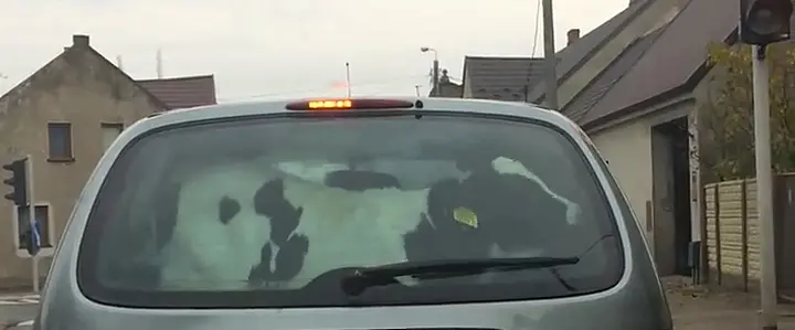 Przewoził cielaka w osobówce