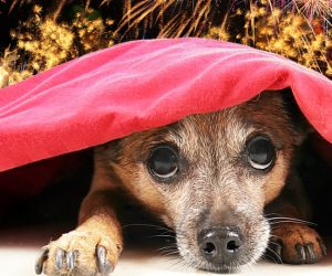 Problematyczne fajerwerki podczas Majostaszków