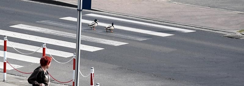 Ostrowskie kaczki zaskakują kierowców