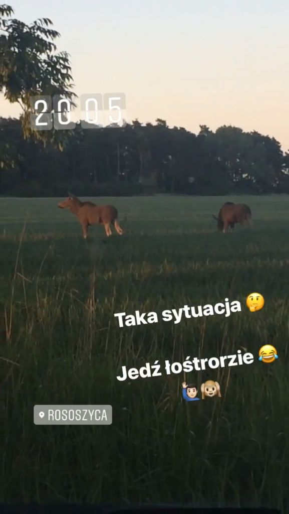 Łosie przywędrowały do powiatu ostrowskiego