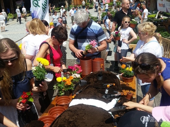 Zdobądź rośliny – w niedzielę na Rynku