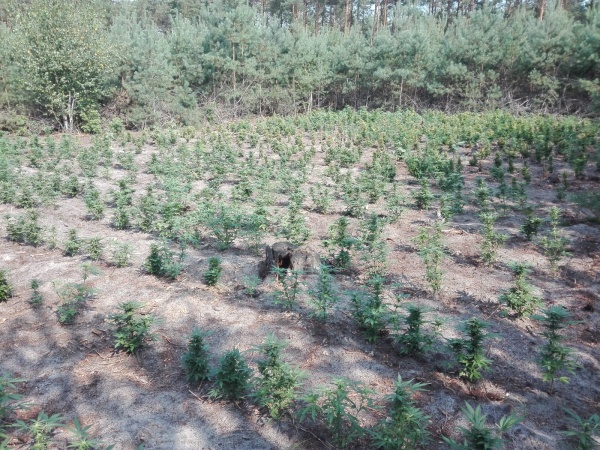Zlikwidowali plantację marihuany – ponad 800 krzaków