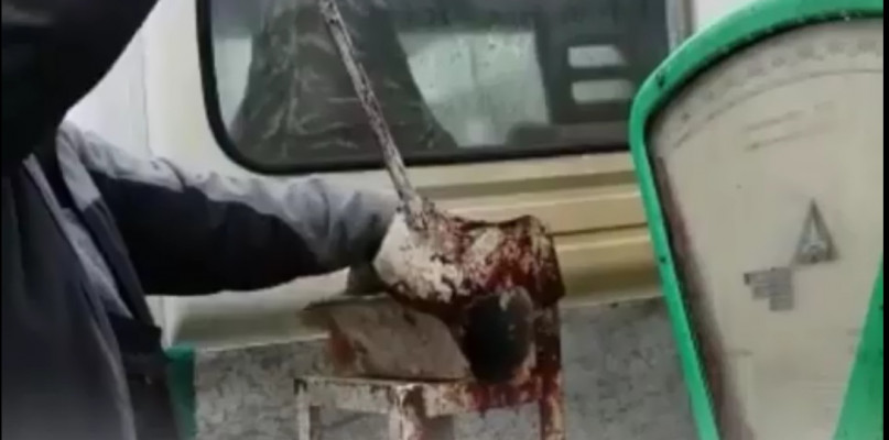 Karpie zabijane gilotyną bez ogłuszenia