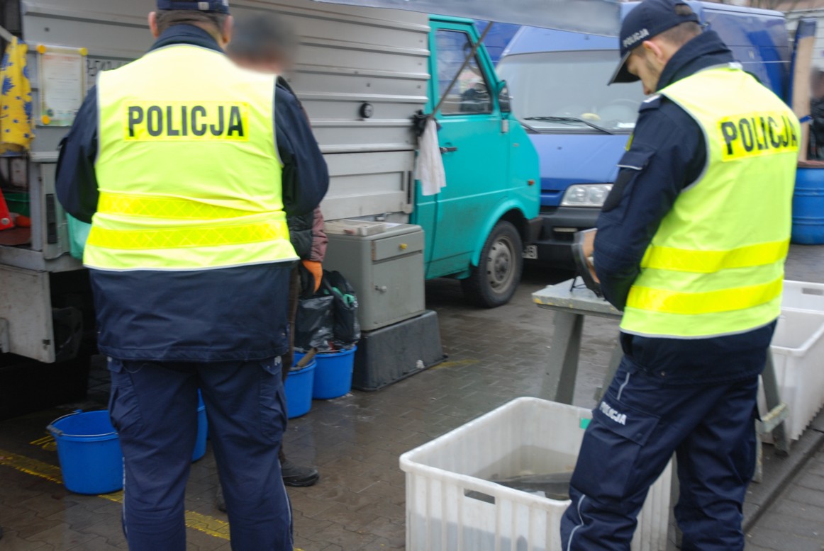 Czego policja szuka wśród choinek i karpi?