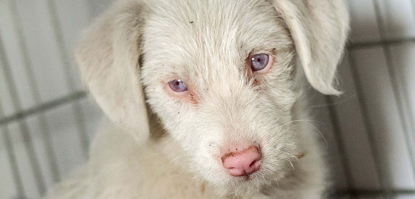 Pies albinos szuka domu