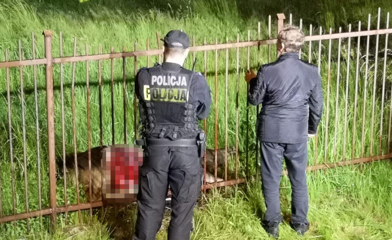Zginął młody łoś. Nadział się na płot