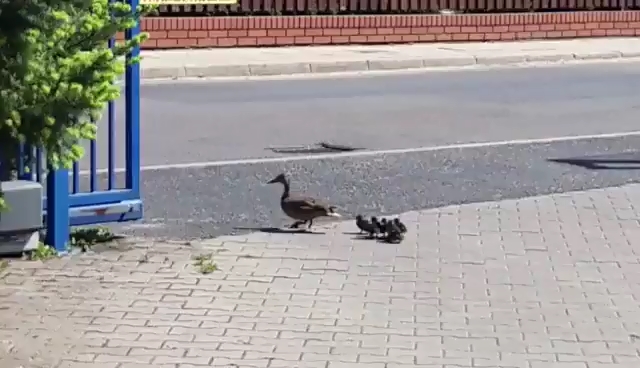Kaczki pojechały radiowozem do parku