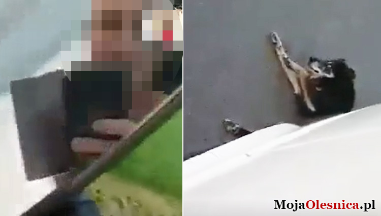 Nagrał jak przejeżdża busem żywego psa. Sadysta?