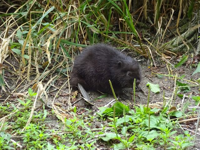 Pomogli bobrowi na Piaskach