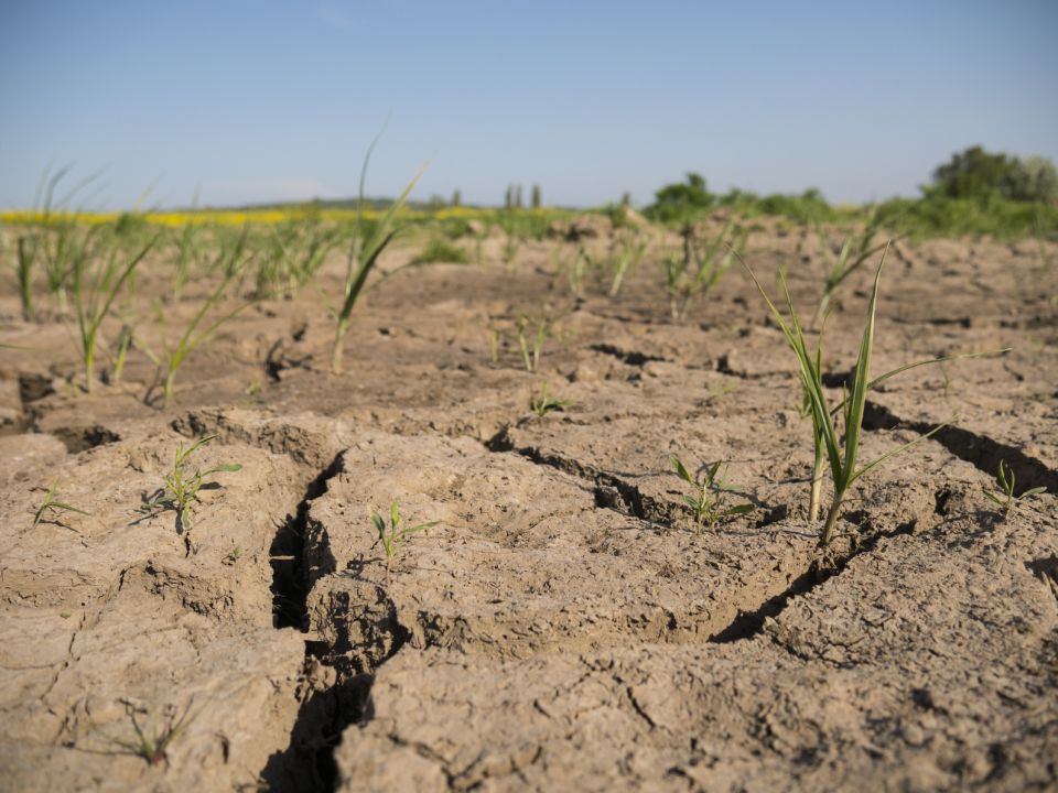Rolnicy starają się o odszkodowanie za suszę