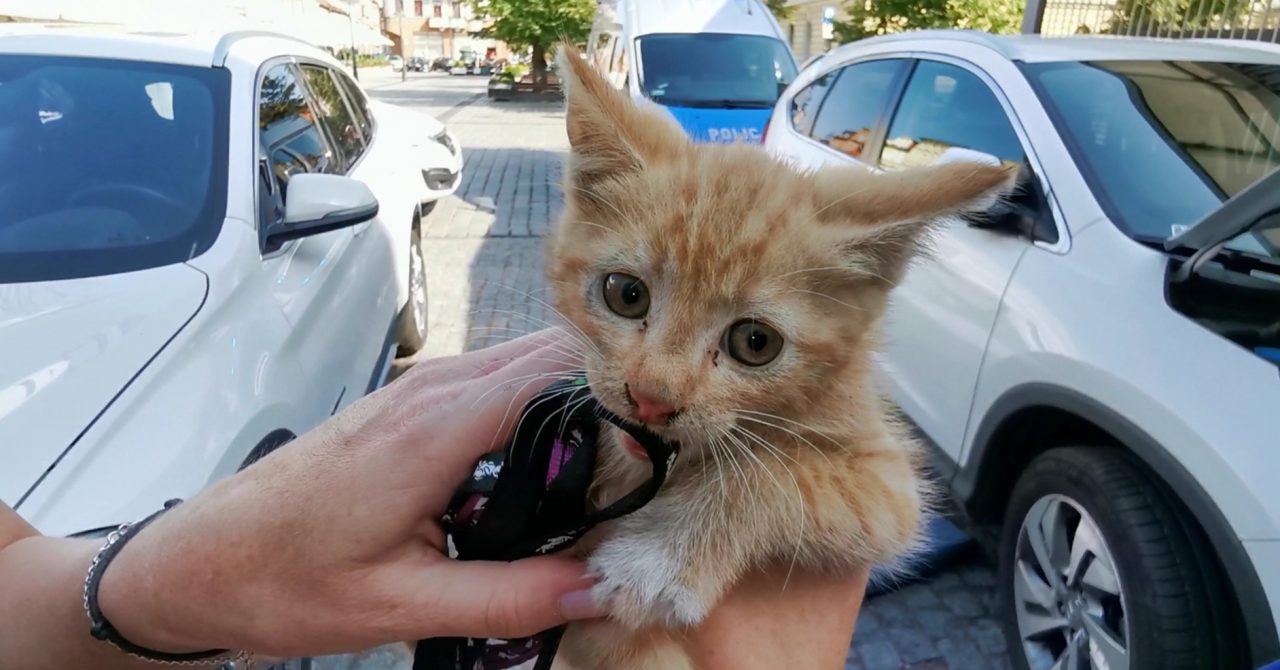 Niezwykła akcja wyciągania koteczka