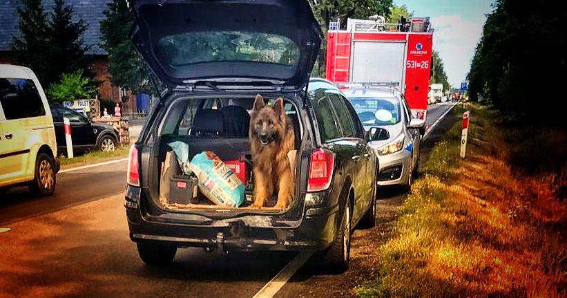 Pies zaatakował policjantkę