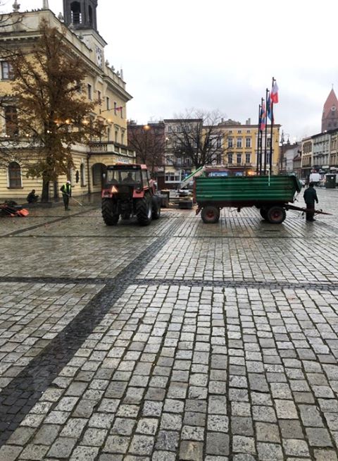 Przed ratuszem został wycięty dąb