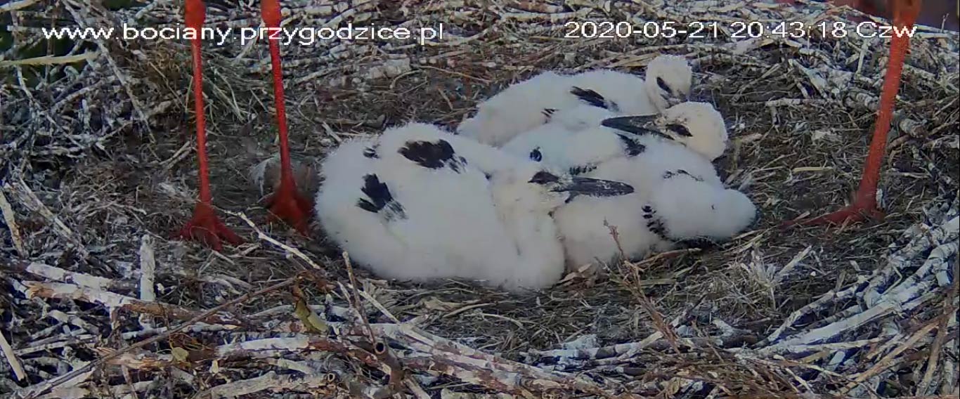 Bocian zabił swoje dziecko