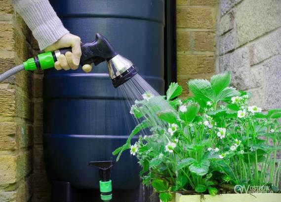 Zbiorniki na deszczówkę możesz kupić z dotacji. Nabór rusza od 1 lipca