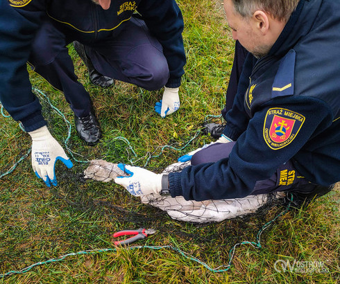 Strażnicy miejscy uratowali łabędzia