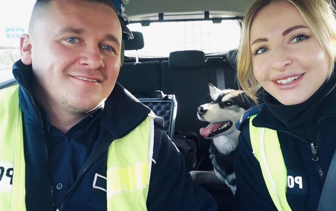 Policjanci przewieźli huskyego