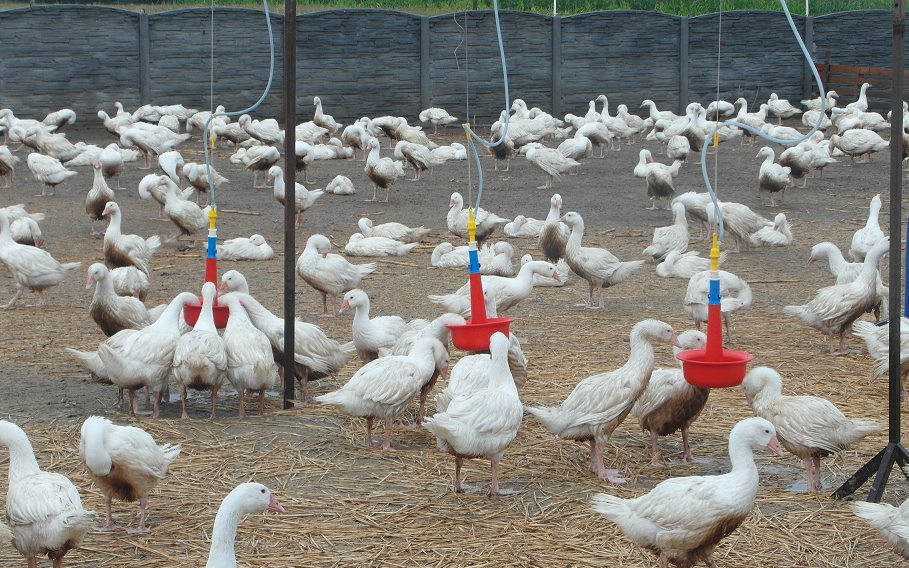 Zagłodził kaczki, usłyszał wyrok